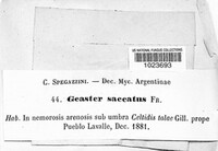 Geaster saccatus image